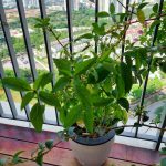 Thaise holy basilicum plant in bloempot op balkon